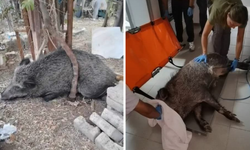 Bornova’da bulunan yaralı domuz Doğal Yaşam Parkı’nda sağlığına kavuştu