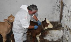 Şap karantinası sona erdi