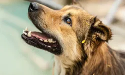 İstanbul’da sokak köpekleri için yeni karar: 39 ilçe kaymakamlığına talimat gönderildi