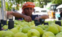 Torbalı’nın Bardakçık inciri dünya pazarına açıldı
