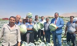 Tarlada ucuz, rafta pahalı: Lahana üreticisi dertli