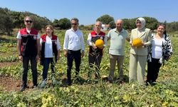 Meşhur Çeşme kavununda hasat zamanı başladı