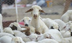 Hayvancılık desteklerinde yeni dönem