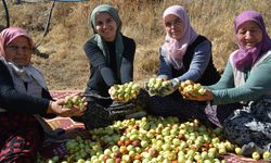Manisa’da kadınların hünnap mesaisi başladı