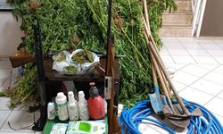 İzmir'de Hint keneviri yetiştiren şüpheli yakalandı