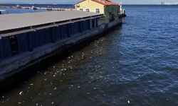 İzmir Körfezi'nde balık ölümleri yeniden gündemde