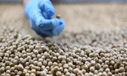 Hububat ihracatında 8 aylık fatura 8 milyar doları aştı