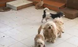 İzmir'de 20 köpeği sağlıksız şekilde evde tutan kadına 830 bin TL ceza