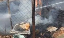 Kümese sıçrayan yangında çok sayıda güvercin öldü
