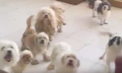 İzmir’de evde tutulan 20 köpek kurtarıldı: Aynı adrese 3’üncü baskın
