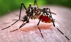 Chikungunya salgını: 1714 vaka, 3. seviye acil durum