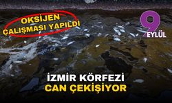 İzmir Körfezi can çekişiyor: Oksijensizlikten kıyıya vuran balıklar ve yükselen koku isyan ettirdi
