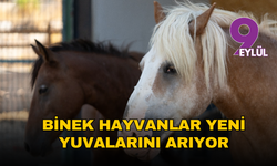 Pako’da umut kapısı: Binek hayvanlar yeni yuvalarını arıyor