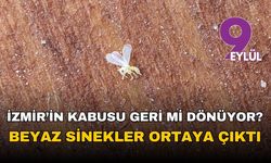 İzmir'in kabusu geri mi dönüyor? Beyaz sinekler ortaya çıktı!