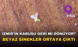 İzmir'in kabusu geri mi dönüyor? Beyaz sinekler ortaya çıktı!