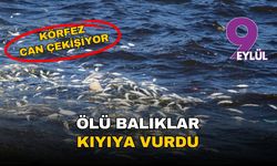 İzmir'in çifte krizi: Körfez can çekişiyor, barajlar S.O.S. veriyor