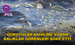 İzmir Körfezi’nde balık ölümleri endişe veriyor: Üçkuyular sahilinde kıyıya vuran balıklar görenleri şoke etti