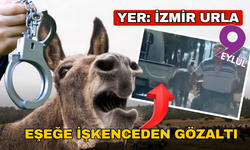 Urla’da eşeğe işkenceden gözaltı