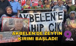Akbelen’de zeytin kırımı başladı