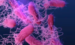 ABD'de 'gıda terörü' alarmı: Salmonella salgını 10 eyalete yayıldı, 7 kişi hastanelik oldu