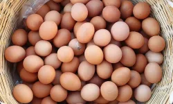 Okullar açıldı, yumurta fiyatları cep yakıyor