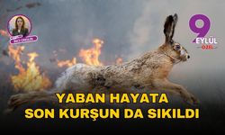 Yaban hayata son kurşun da sıkıldı