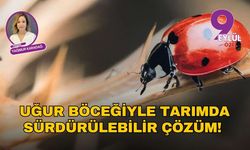 Uğur böceğiyle tarımda sürdürülebilir çözüm!