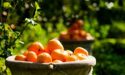 Satsuma mandalinanın ihracat yolculuğu 17 Ekim’de başlıyor