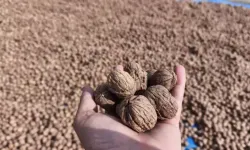 Manisa’da üretim hikayesi: Emekli memur cevizle yeniden doğdu