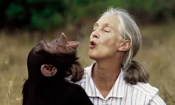 Şempanzelerin dostu Jane Goodall 91 yaşında yaşamını yitirdi