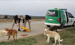HAYDİ ekipleri, sokak hayvanları için mama bıraktı