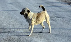 İzmir’de sahipsiz köpeğe şiddet uygulamıştı... Adli işlem uygulandı!