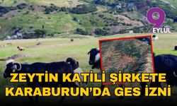 İzmir Karaburun'da zeytinler GES kıskacında!