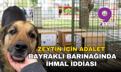Zeytin için adalet: Bayraklı barınağında ihmal iddiası