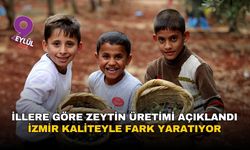 İllere göre zeytin üretimi açıklandı: İzmir kaliteyle fark yaratıyor