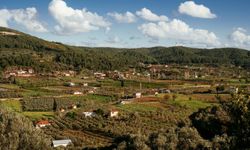 Seferihisar’da ‘Orhanlı Köyü 2’nci Zeytin Hasadı Festivali’ başlıyor