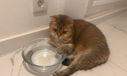 Takıntı hastası kedi ‘Artas’a antidepresanlı tedavi