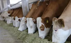 Kırmızı et fiyatlarında beklenen düşüş başladı! İşte nedenleri