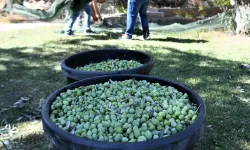Zeytin alım fiyatları açıklandı