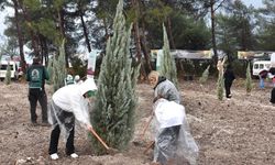 İzmir’de 115 bin fidan toprakla buluşturuldu