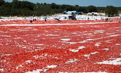 Türkiye kuru domates ihracatında dünya ikincisi