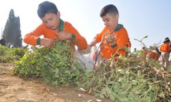 Ödemiş'te yer fıstığı hasadı şenliğe dönüştü: Minik eller geleceğin tarımı için toprağa indi