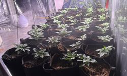 İzmir'de evini seraya çevirip kenevir yetiştiren zanlı tutuklandı