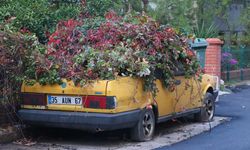 Karabağlar'da 8 yıldır park halinde duran otomobil sarmaşıklarla kaplandı