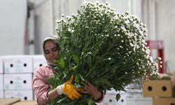 Türk çiçeği küresel krize meydan okudu: İhracat 155 milyon dolarlık tarihi rekora koşuyor