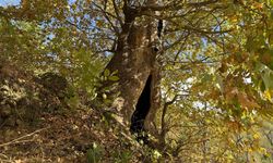 Aydın'da mahalleliden dev çınar ağacı için tescil isteği