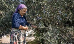 Bornova Belediyesi'nden üreticiye destek