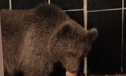 Yavru ayı yaşama tutundu: Elma ve hurmayla besleniyor