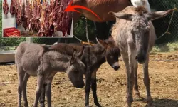 Yer İzmir; At ve eşek etinden dana sucuk!