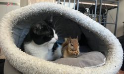 Epileptik nöbet geçiren sincap, tedavi için yurt dışına gönderilecek